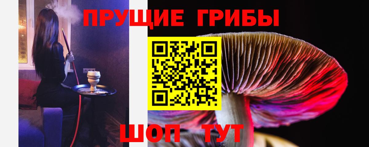 Галлюциногенные грибы Psilocybe Сургут